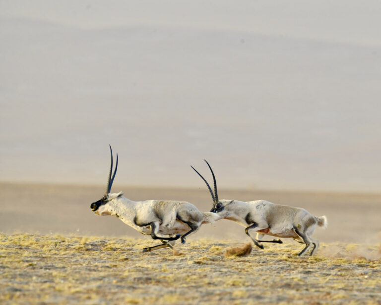 Zhao Yilin - Wild-animal-life-photo-2